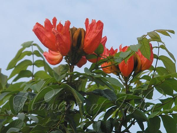 African Tulip Tree
